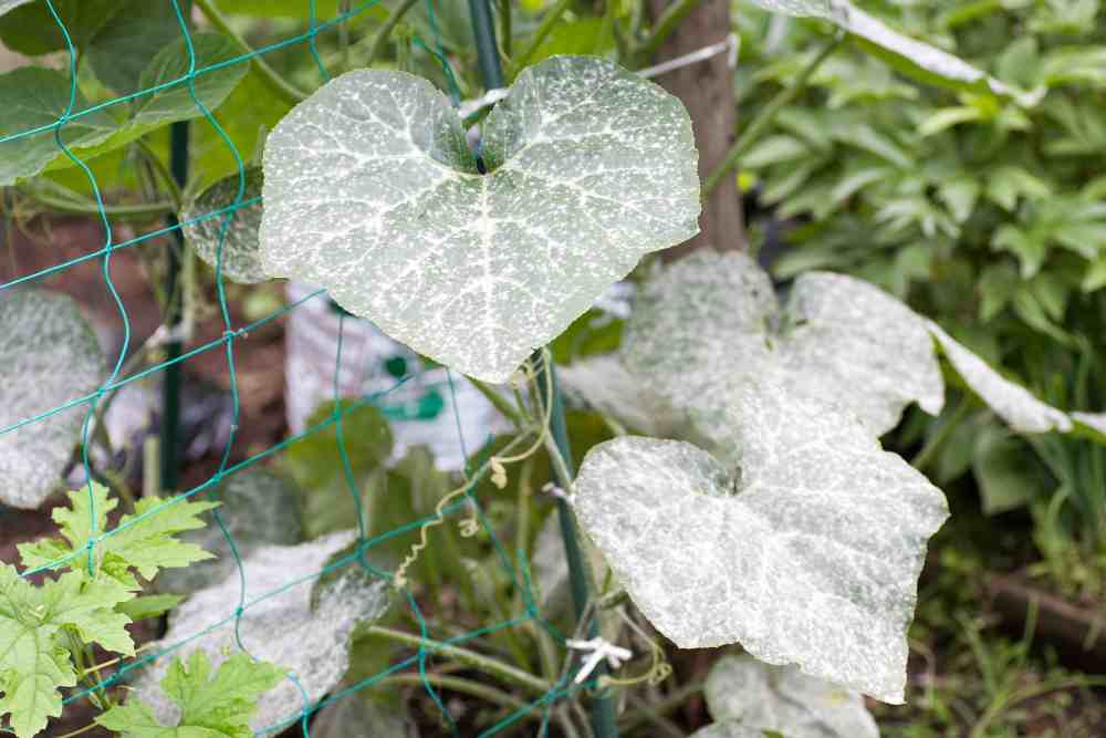 Snake Gourd Pest And Diseases
