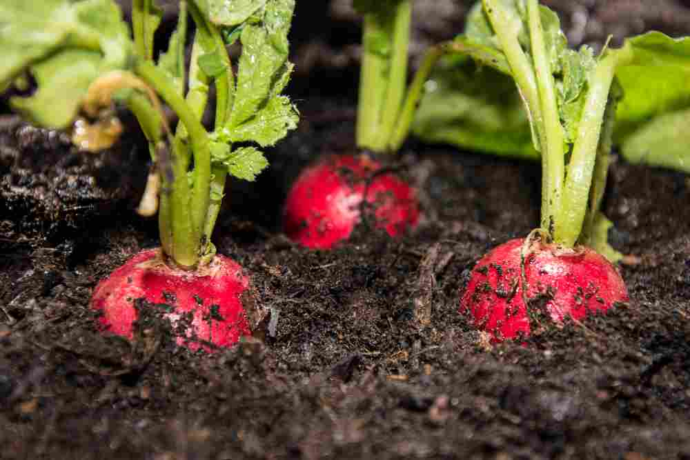 What To Grow In A Raised Garden Bed