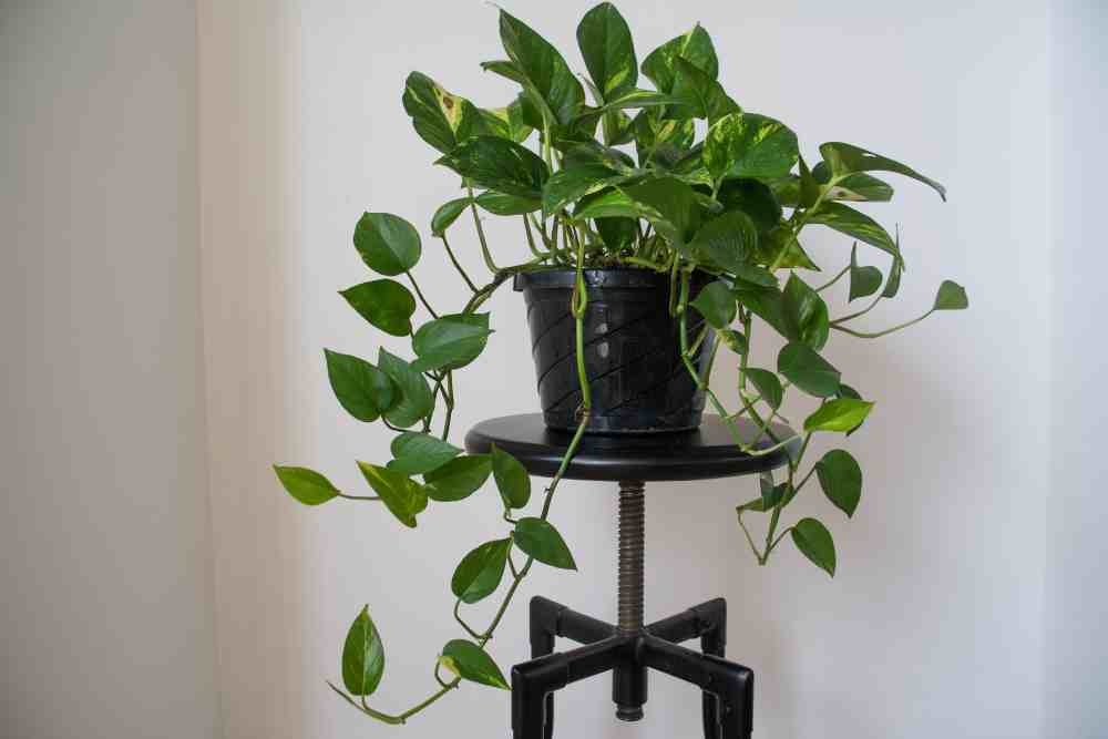 Best Plants For Indoor Vertical Garden