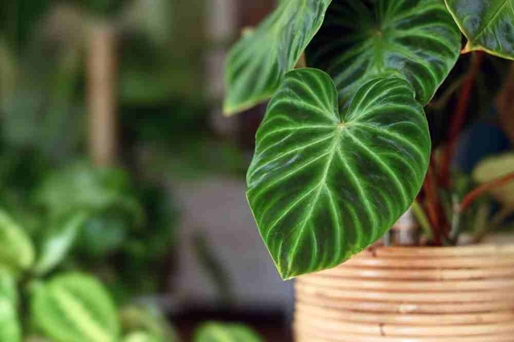Best Plants For Indoor Vertical Garden