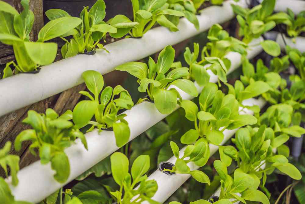 Growing Vegetables In Vertical PVC Pipe