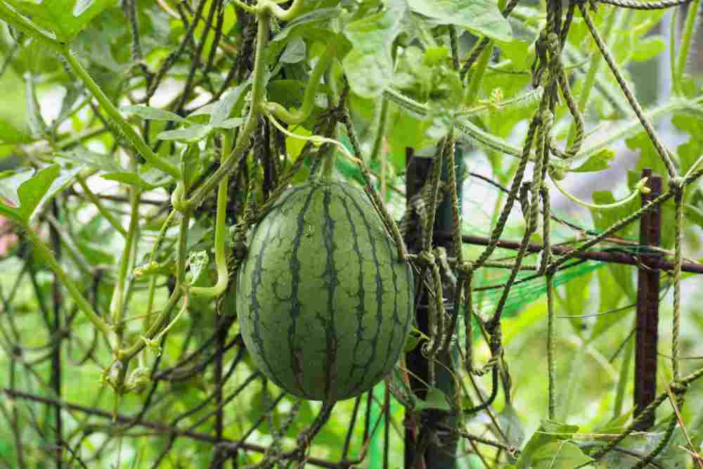 Growing Watermelon In Containers Vertically
