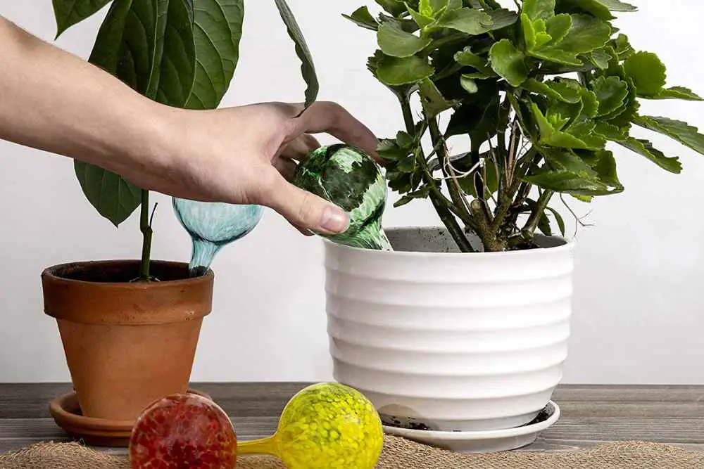 How To Use Watering Globes For Plants