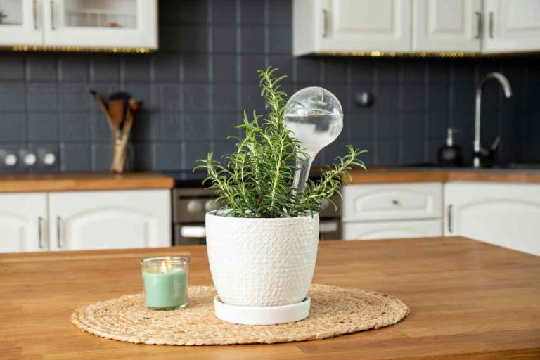 How to Use Watering Globes for Plants: Ultimate Guide