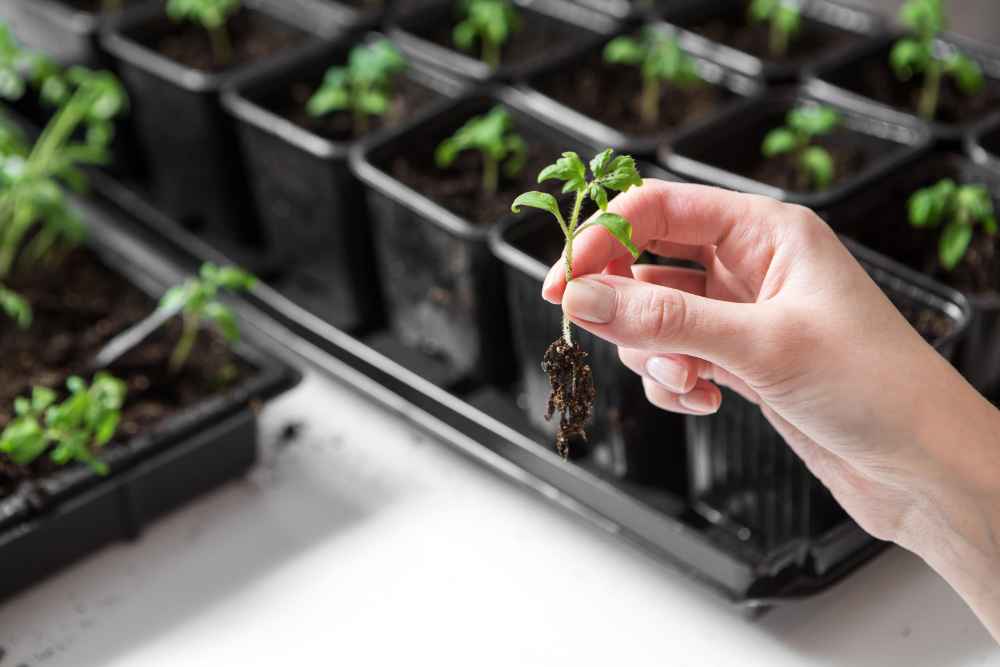 When To Separate Tomato Seedlings