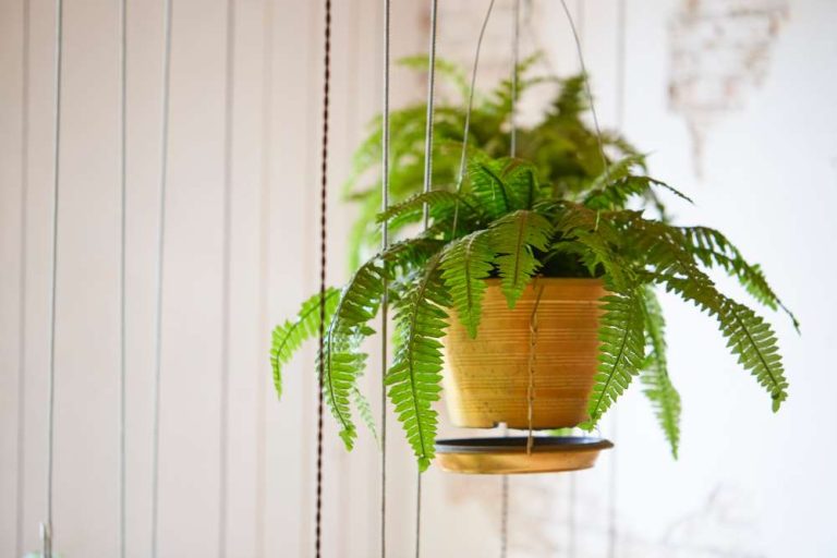Unraveling The Beauty Of Boston Fern Species: A Comprehensive Guide To Variets