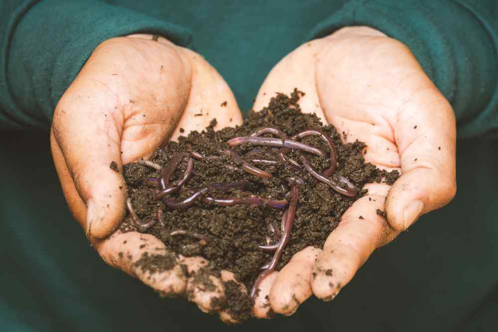 Best Compost For House Plants