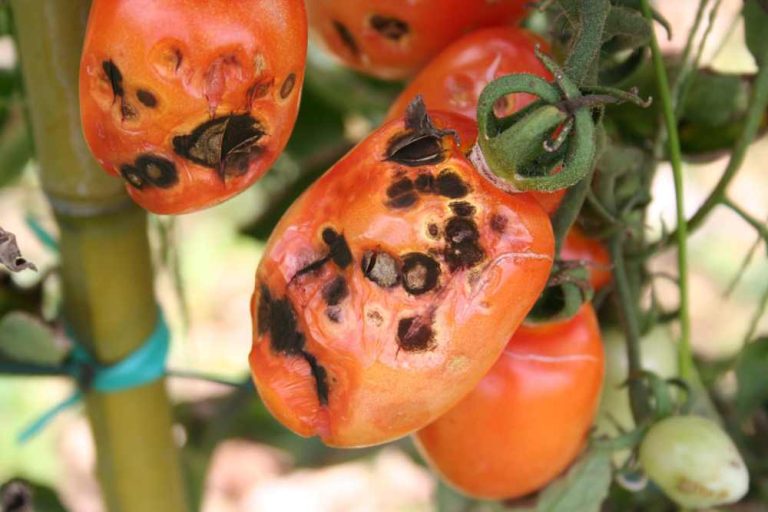 Dealing with Black Spots on Tomato Plants for a Bountiful Harvest