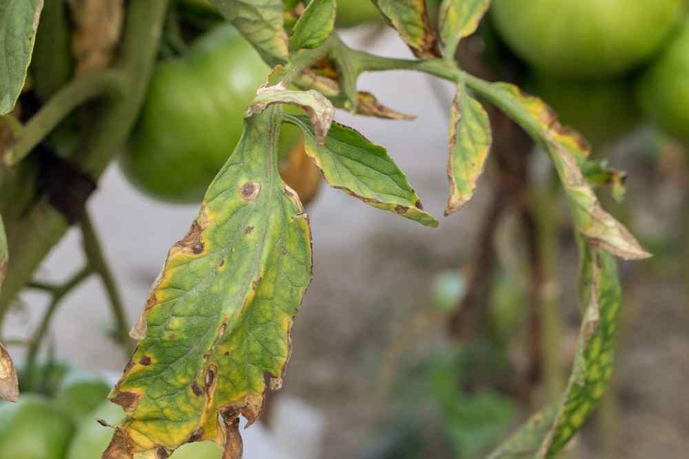 Black Spots On Tomato Plants
