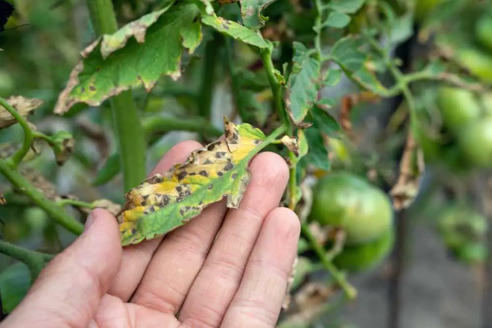 Black Spots On Tomato Plants