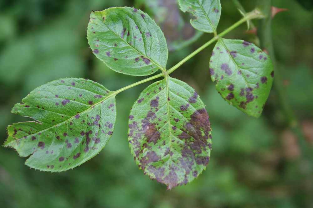 Brown Spots On Outdoor Plant Leaves