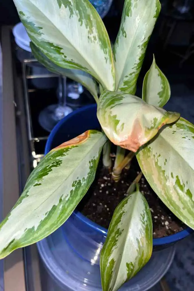 Chinese Evergreen Brown Spots