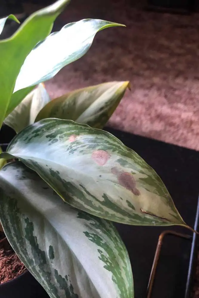 Chinese Evergreen Brown Spots