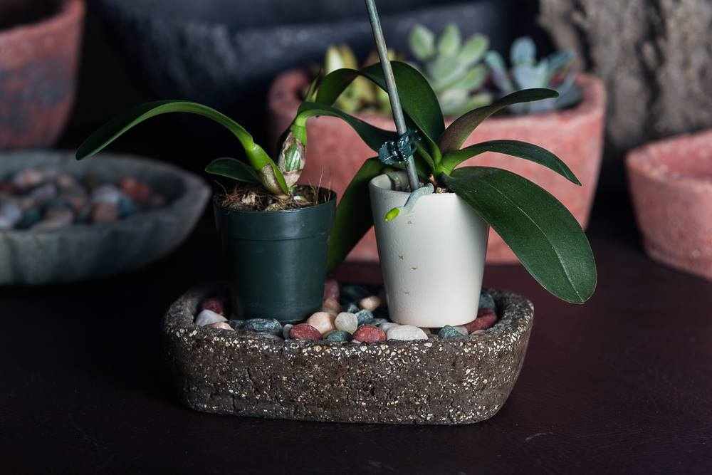 Humidity Tray For Indoor Plants