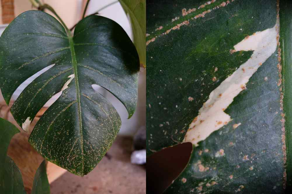 Monstera Leaf Spot Disease
