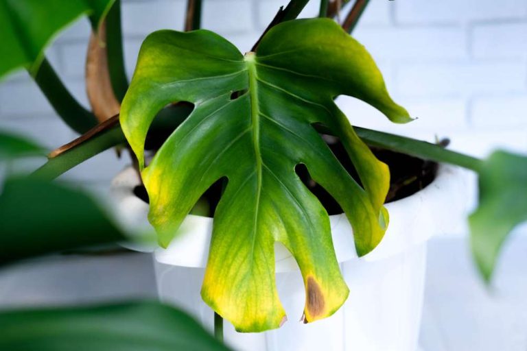 10 Signs Of Monstera Leaf Spot Disease: Causes, Symptoms, and Treatment