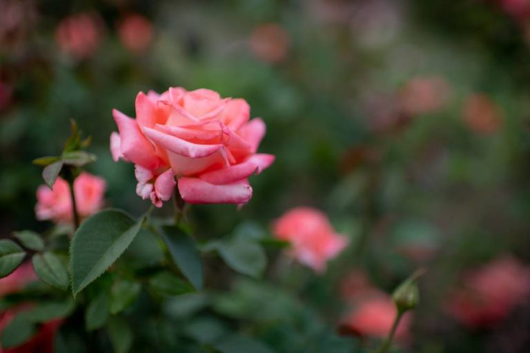8 Homemade Natural Insecticide For Roses: A Comprehensive Guide