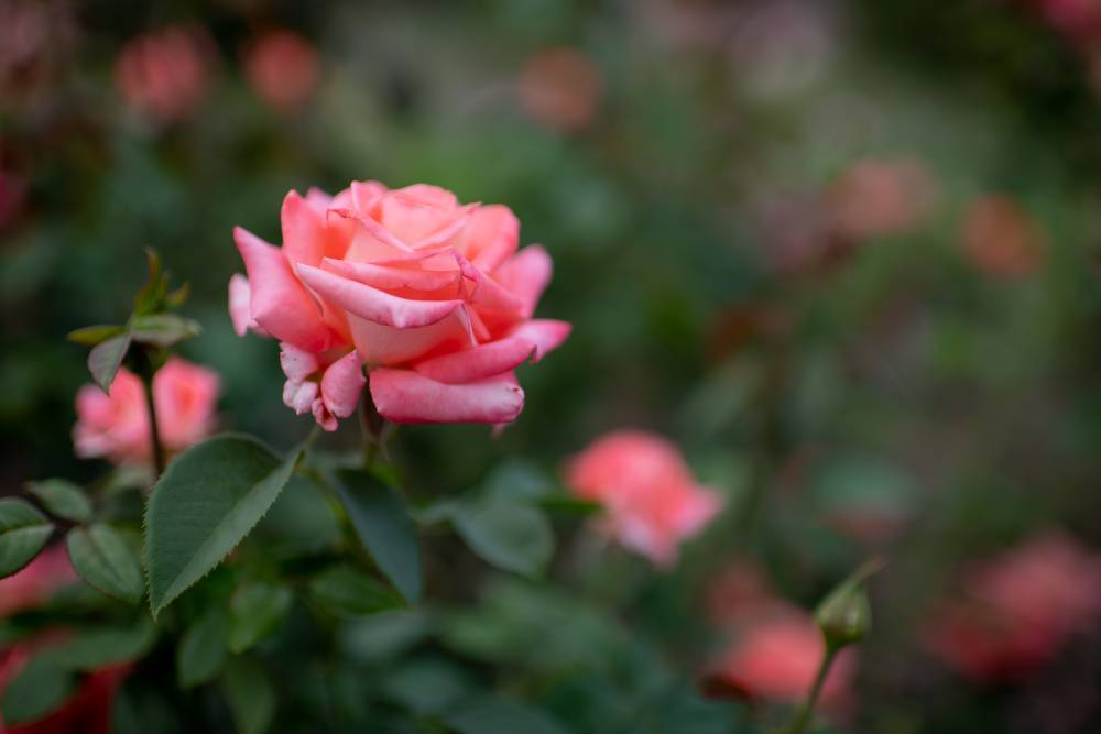 Natural Insecticide For Roses