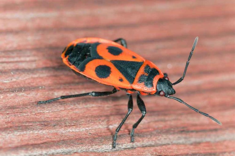 20+ Common Orange and Black Bugs in Garden A Comprehensive Guid