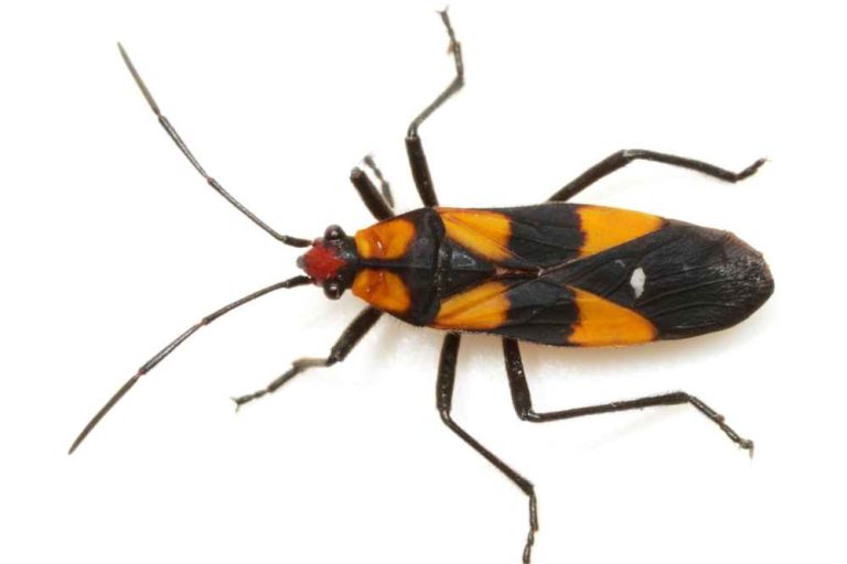 20+ Common Orange And Black Bugs In Garden - A Comprehensive Guid