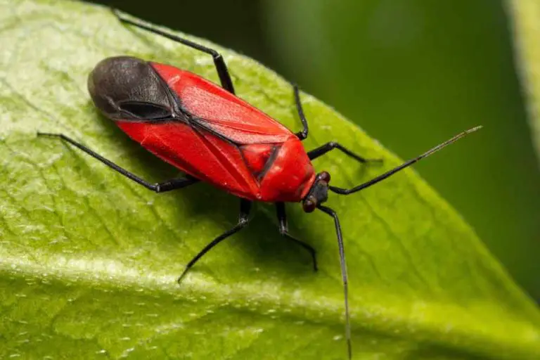 20+ Common Orange and Black Bugs in Garden - A Comprehensive Guid