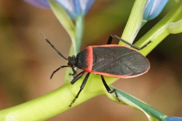 20+ Common Orange and Black Bugs in Garden - A Comprehensive Guid