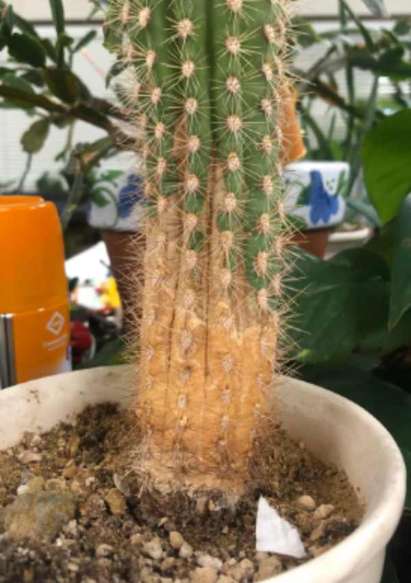 8 Reasons Why Is My Brown Spots On Indoor Cactus