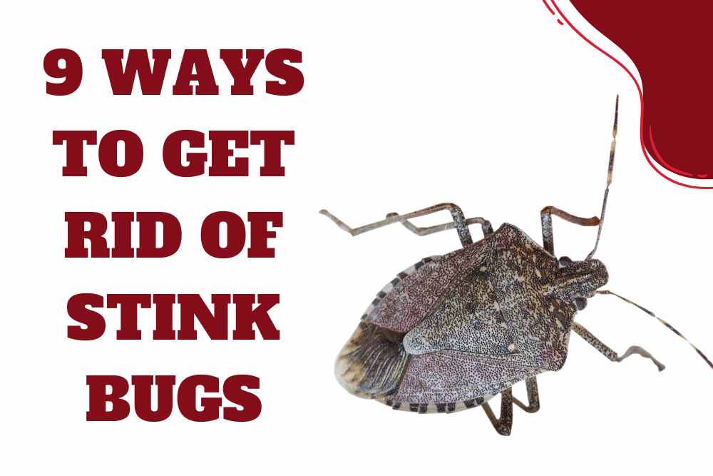Are Stink Bugs Bad For Garden