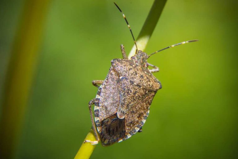 ARE STINK BUGS BAD FOR GARDEN