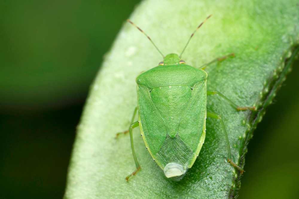 Are Stink Bugs Bad For Garden - The term stink bug refers to a family of insects that uses offensive odor to defend against predators.