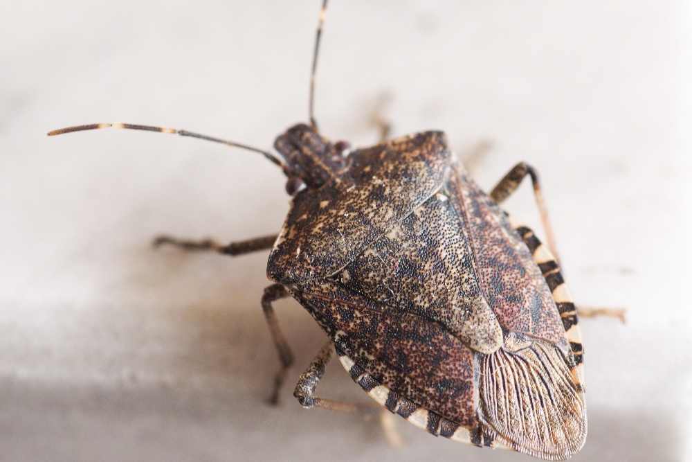 Are Stink Bugs Bad For Garden - The term stink bug refers to a family of insects that uses offensive odor to defend against predators.