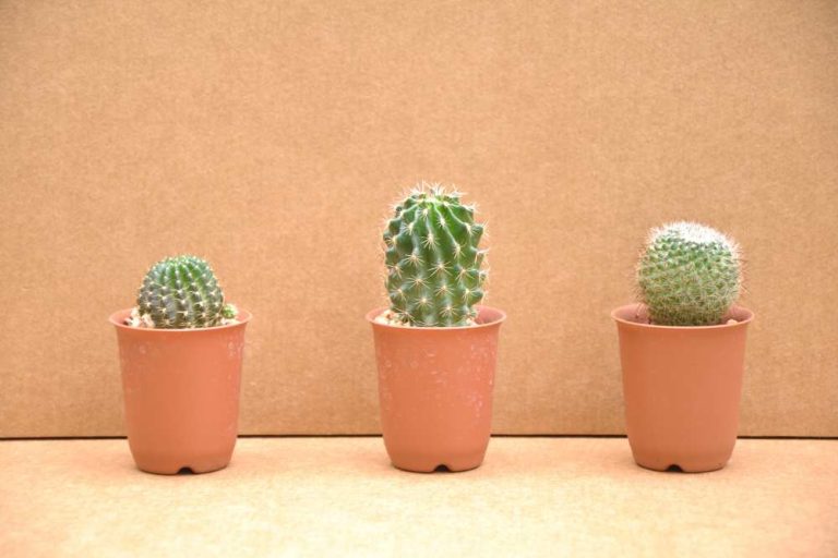 8 Reasons Why Brown Spots on Indoor Cactus: : A Comprehensive Guide