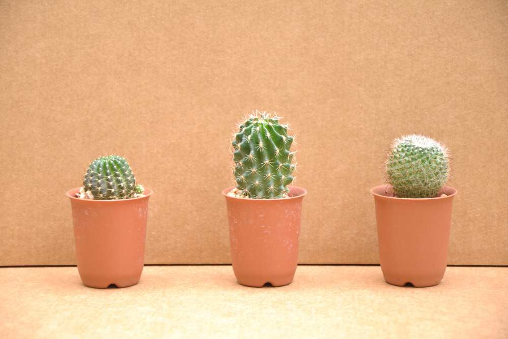 Brown Spots On Indoor Cactus - Cacti plants can turn brown, yellow, or even purple for various reasons. Sunburn, corking, rot, fungal disease, insect infestation, and animal attacks are all cau