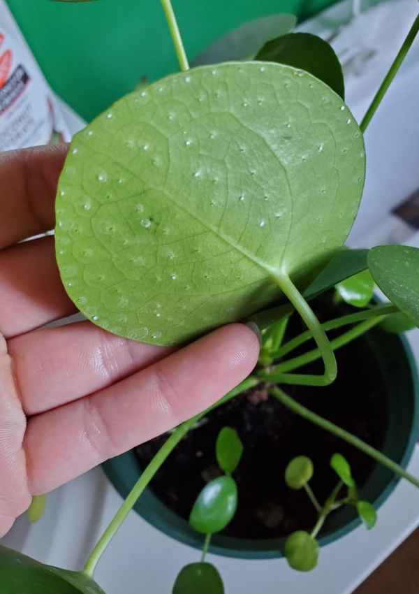 Chinese Money Plant White Spots