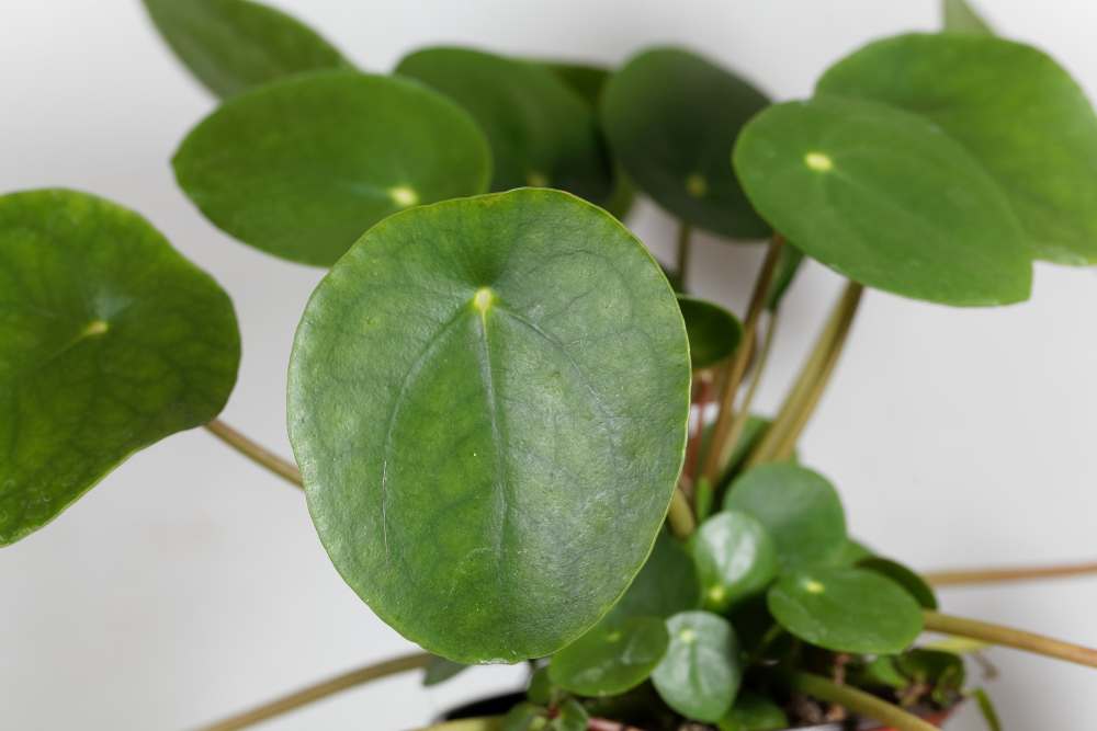 Chinese Money Plant White Spots
