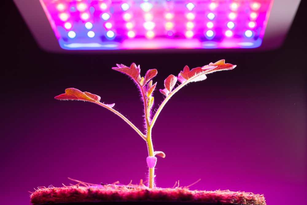 Grow Lights For Vegetable Seedlings