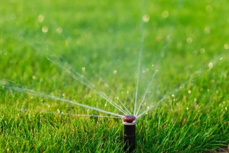 How to Care For a New Lawn: A Comprehensive Guide