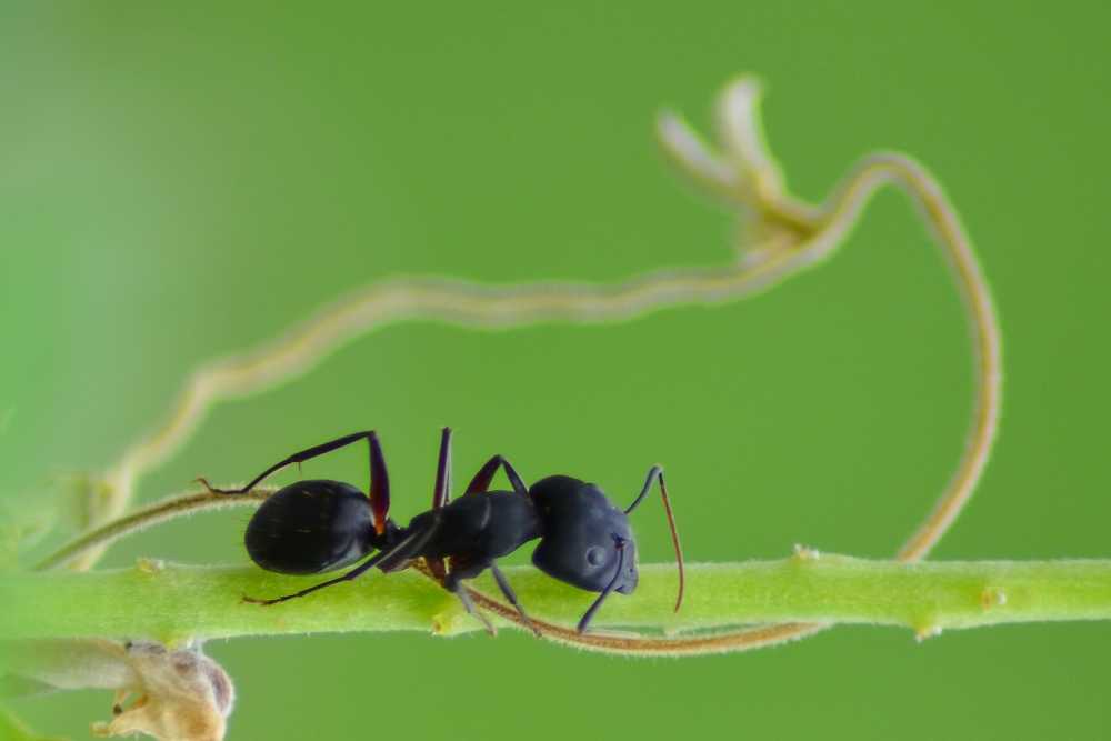 How To Get Rid Of Ants In The Garden Soil