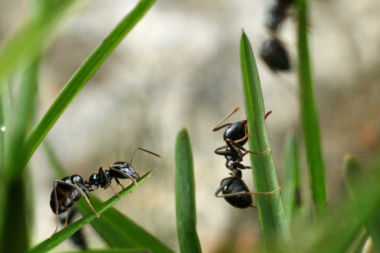 HOW TO GET RID OF ANTS IN THE GARDEN SOIL