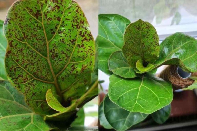 HOW TO TREAT BROWN SPOTS ON FIG LEAVES