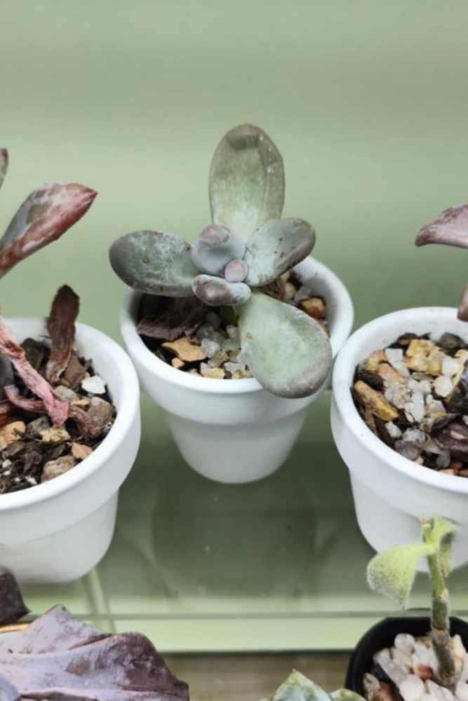How To Treat Fungus On Succulents