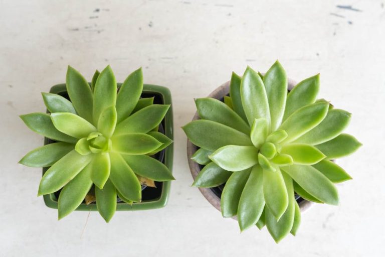 How to Treat Fungus on Succulents: A Comprehensive Guide