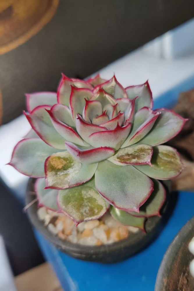 How To Treat Fungus On Succulents