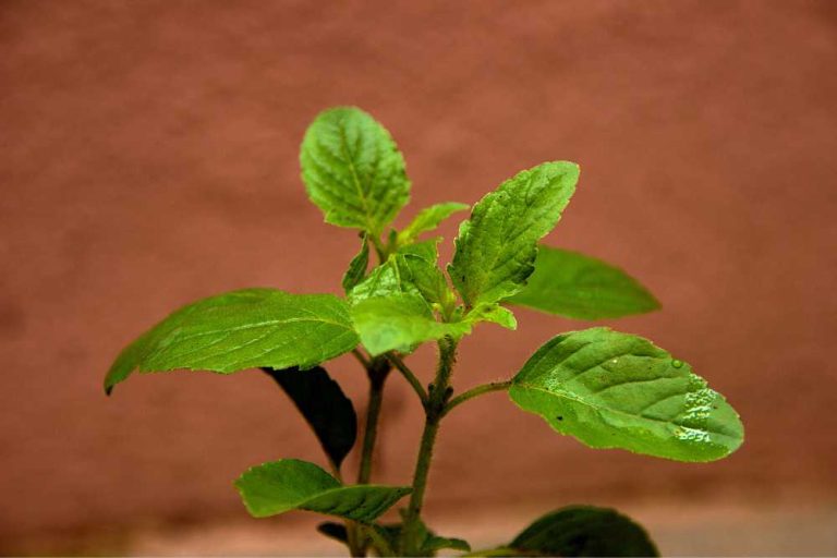 Why Are My Basil Leaves Turning Brown? Common Causes and Solutions