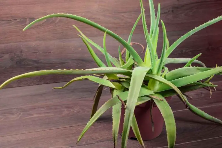 Why Is My Aloe Turning Red? Common Causes and Solutions