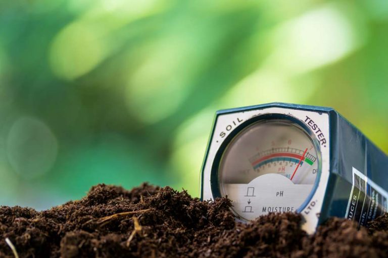 Creating the Best Soil pH for Tomatoes and Cucumbers: A Comprehensive Guide