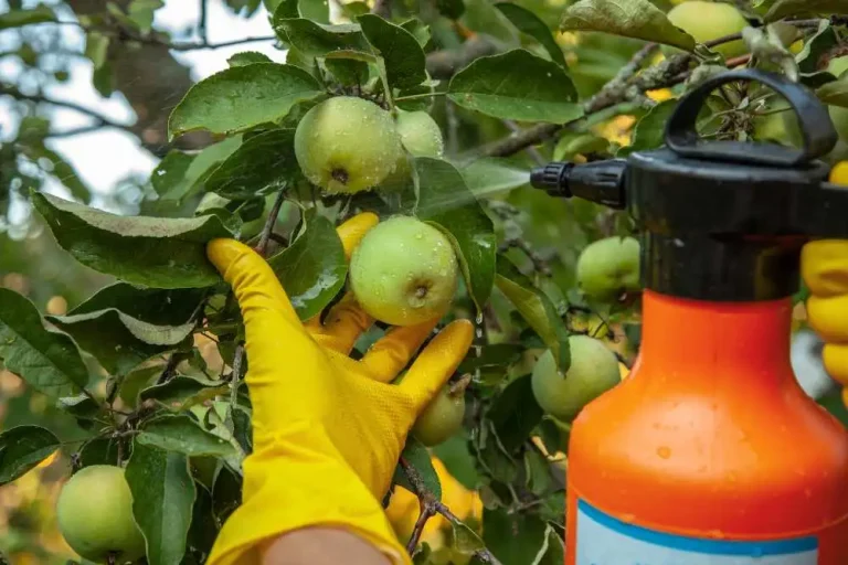 WHAT IS GOOD FERTILIZER FOR FRUIT TREES