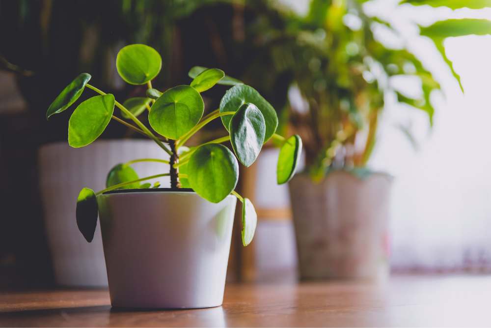5 Common Money Plant Diseases and How To Fix