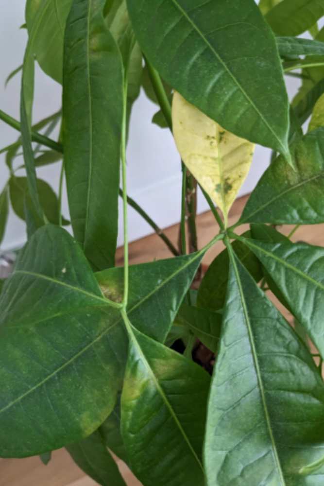 5 Common Money Plant Diseases and How To Fix - Life and Agri
