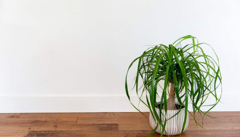 10 Low Maintenance Pet Friendly Indoor Plants To Brighten Up Your Home
